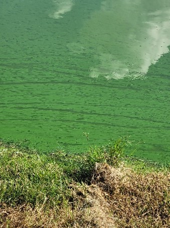 The shore of a green pond