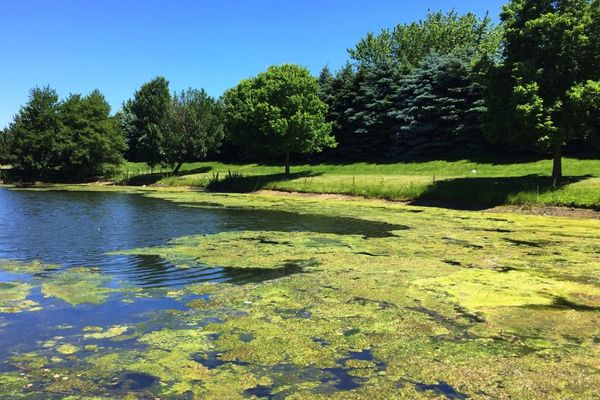 A wastewater lagoon overrun by algae