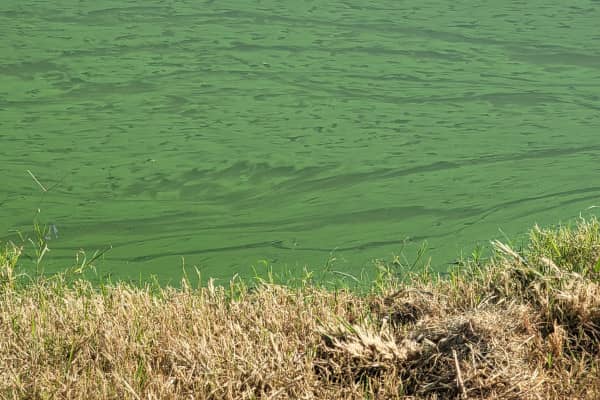 Facultative lagoon with green algae on top