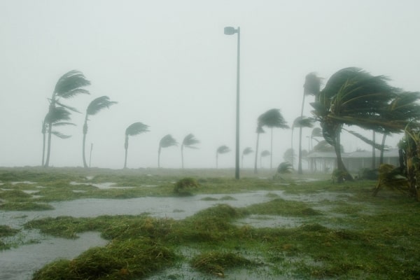 Palm trees bend in the wind during a hurricane