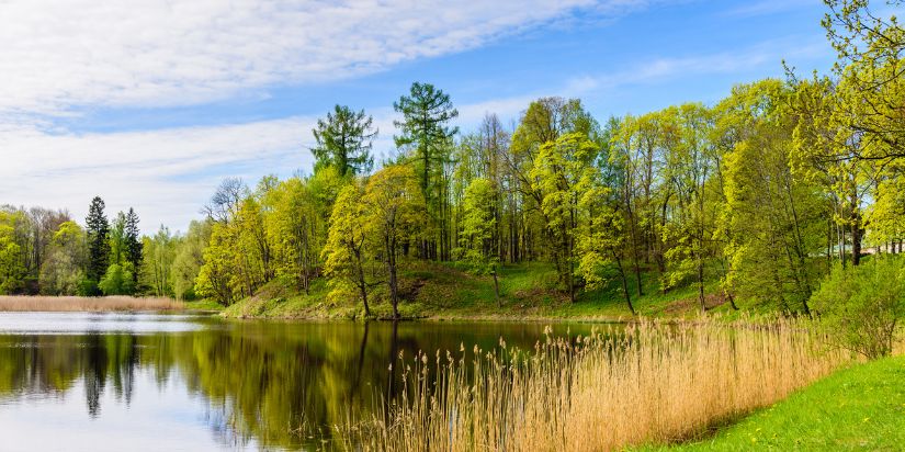 A retention pond surrounded by vegetation
