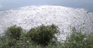 Stockdale Lagoon Before Treatment – Heavy sludge and surface buildup impacting performance